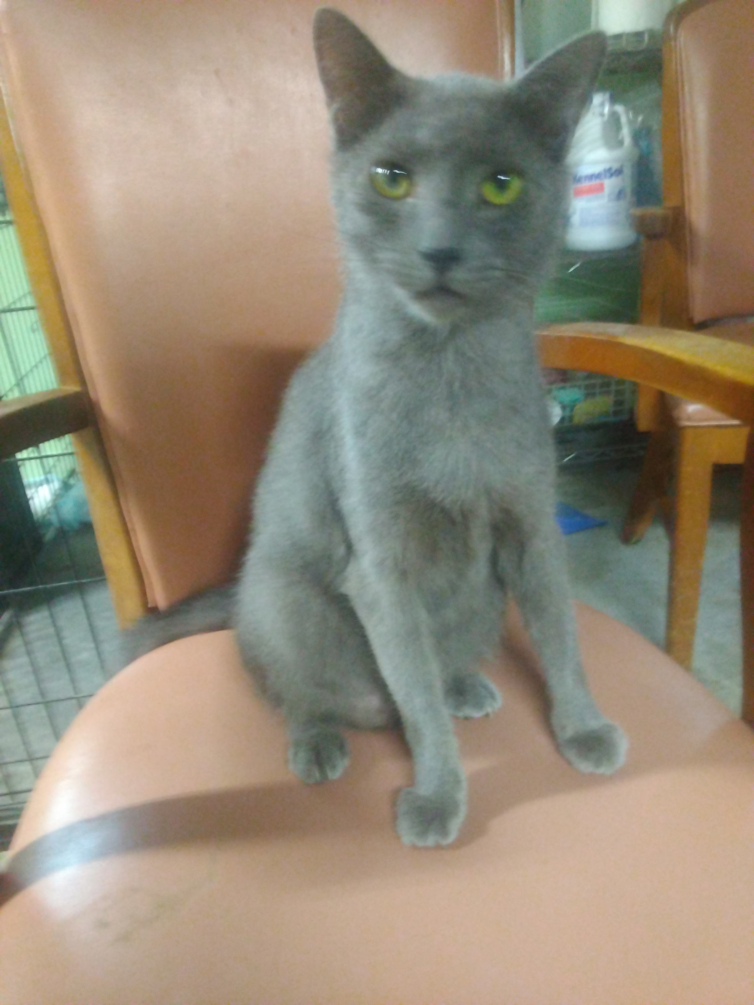 Enlarge Paisley, a Adoptable American Shorthair in Scotland Neck, NC image 4/5