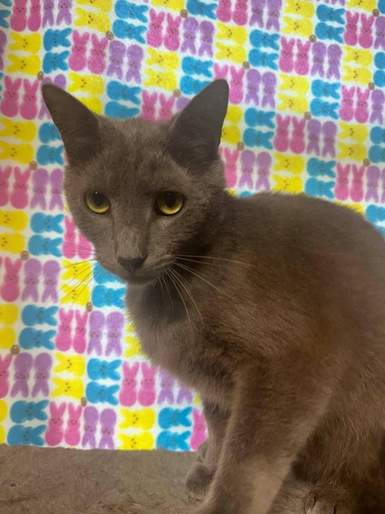 Paisley, Adoptable, Adult Male American Shorthair.