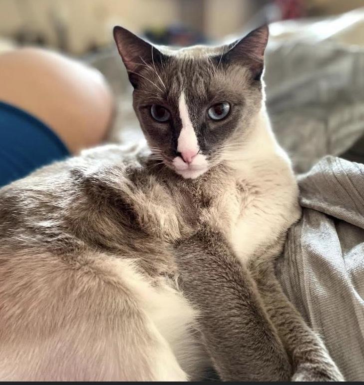 Winter, Adoptable, Adult Male Snowshoe.