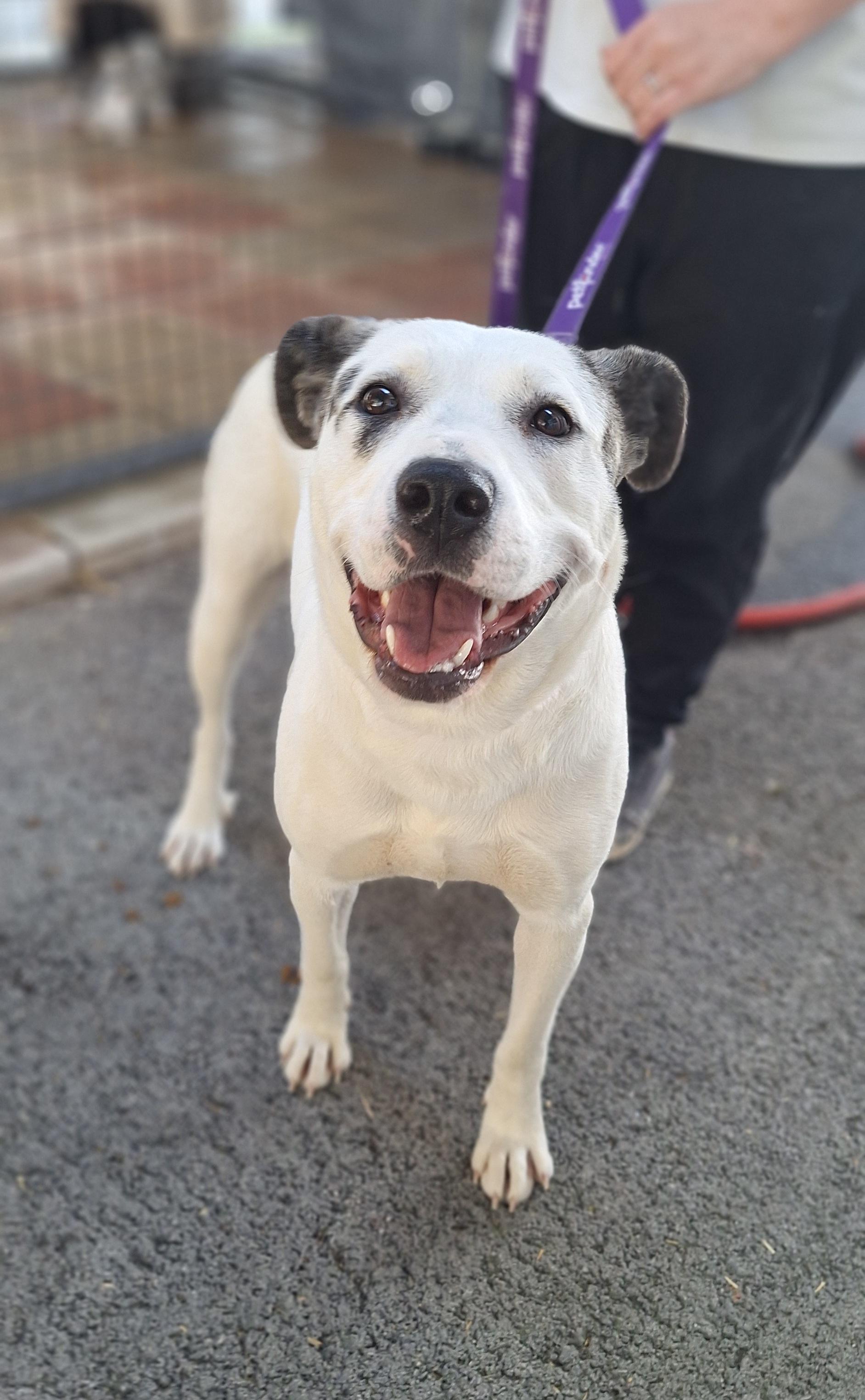 Enlarge Livvi, a ADOPTABLE mixed breed in Stanton, KY image 1/6