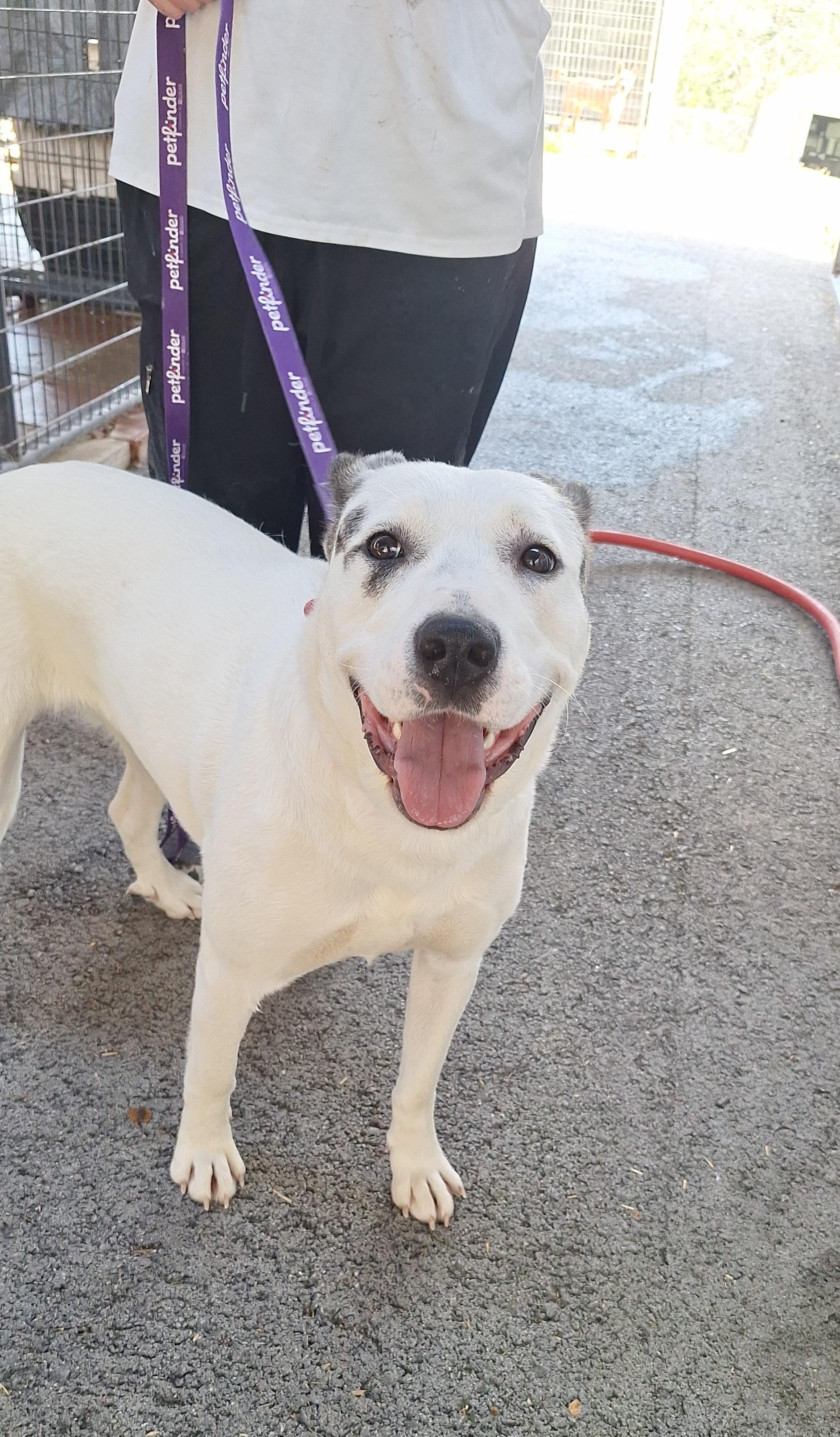 Enlarge Livvi, a ADOPTABLE mixed breed in Stanton, KY image 5/6