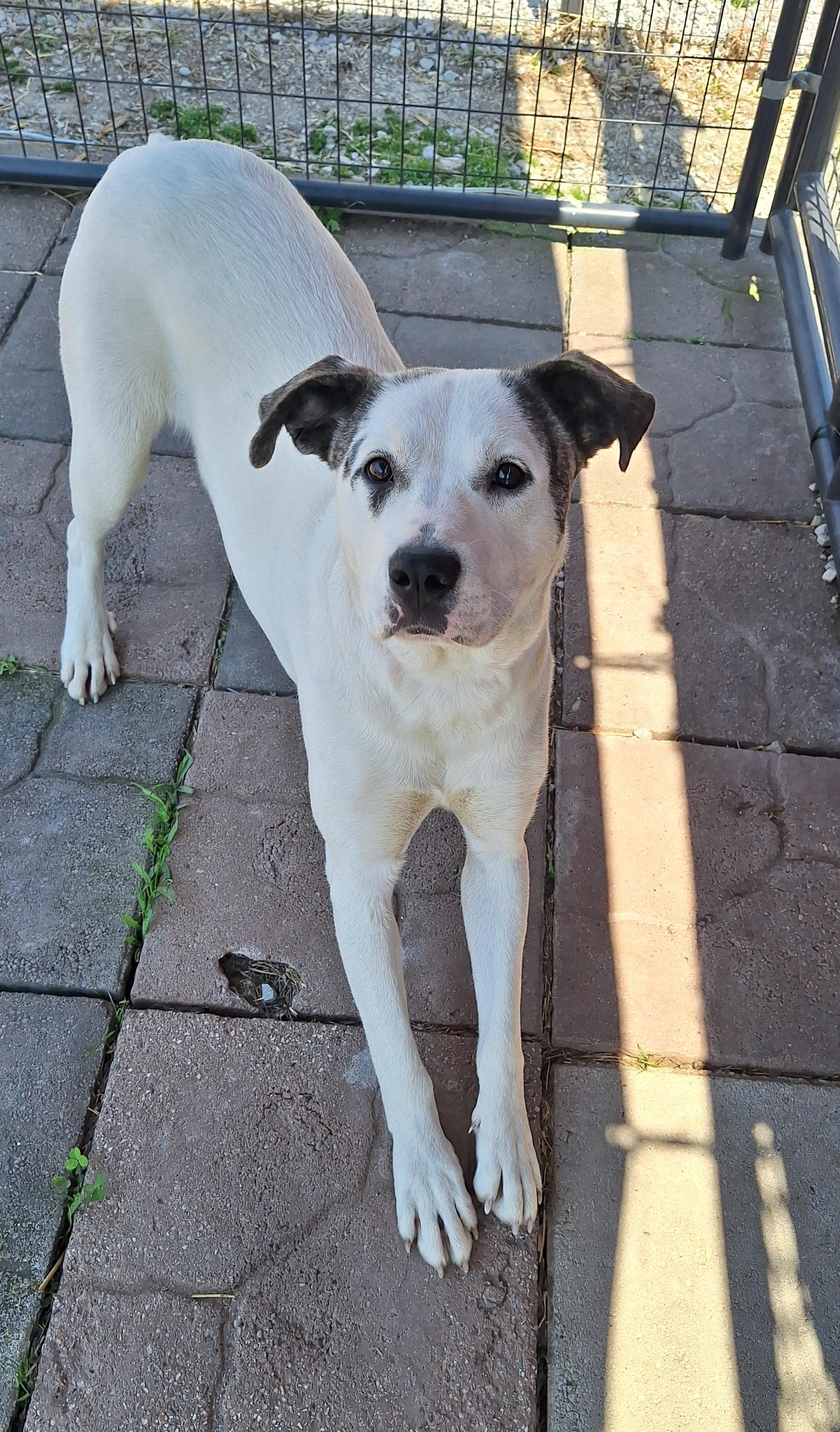 Enlarge Livvi, a ADOPTABLE mixed breed in Stanton, KY image 4/6