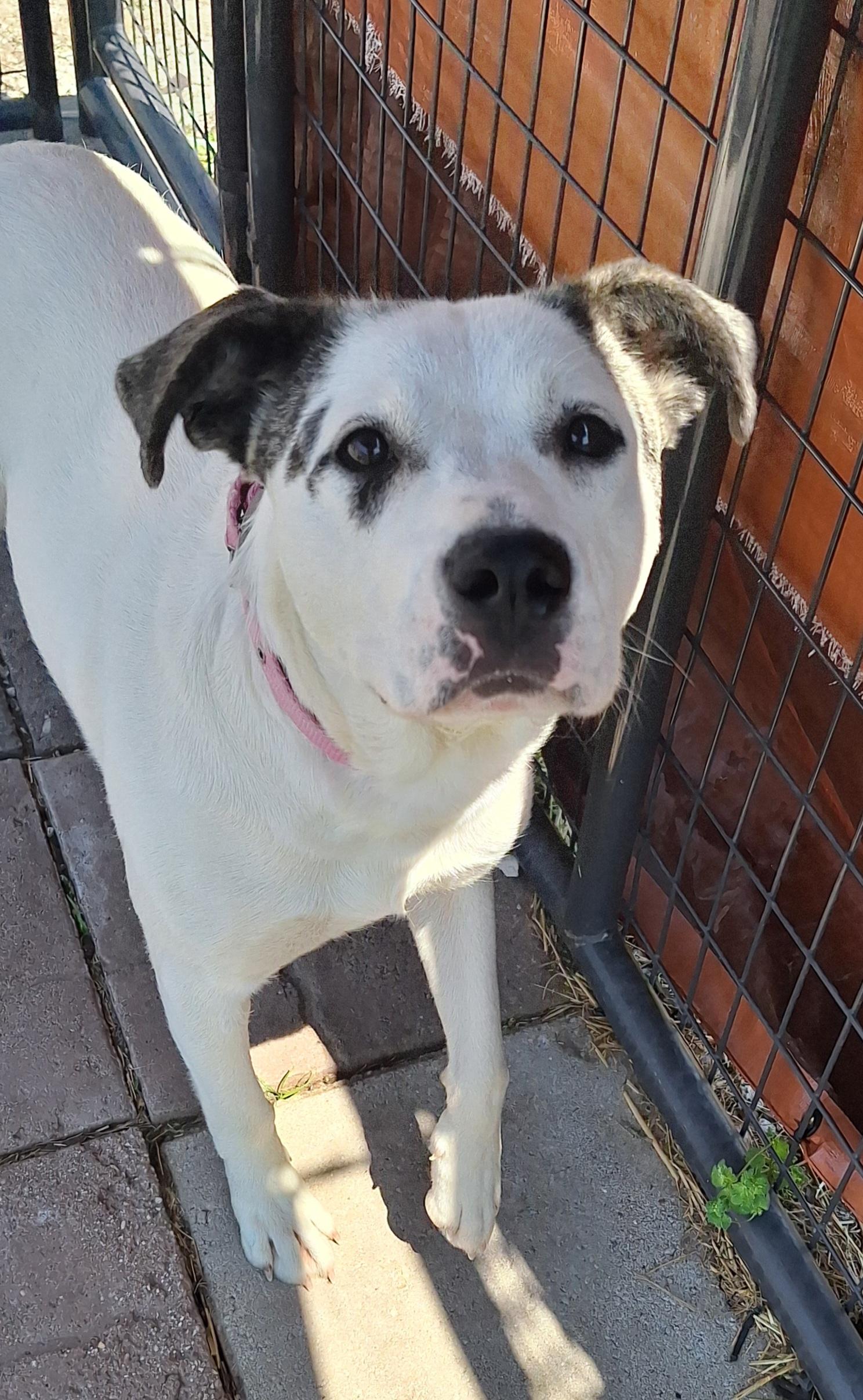 Enlarge Livvi, a ADOPTABLE mixed breed in Stanton, KY image 3/6