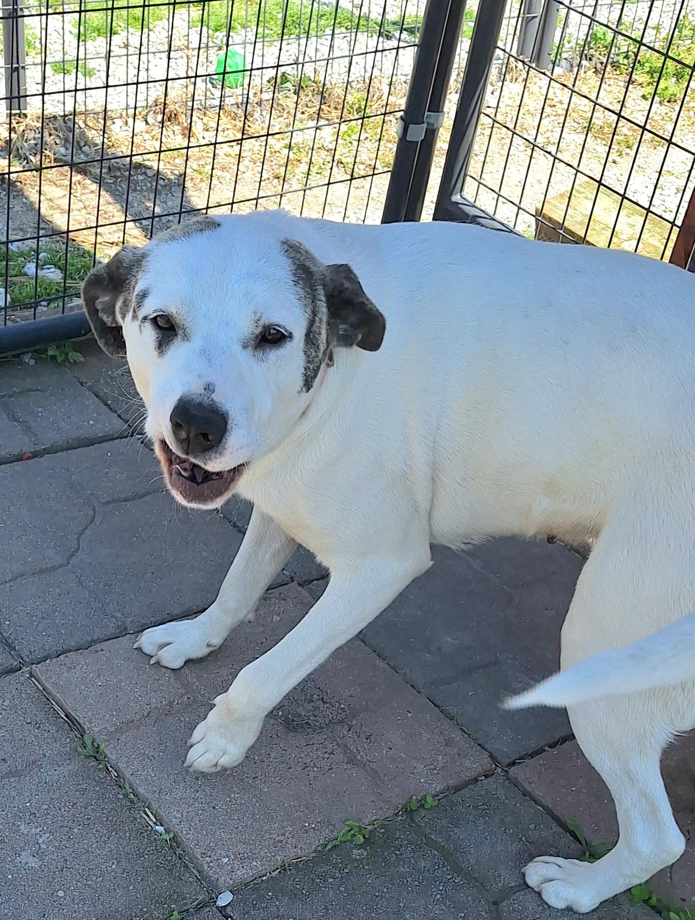 Enlarge Livvi, a ADOPTABLE mixed breed in Stanton, KY image 2/6