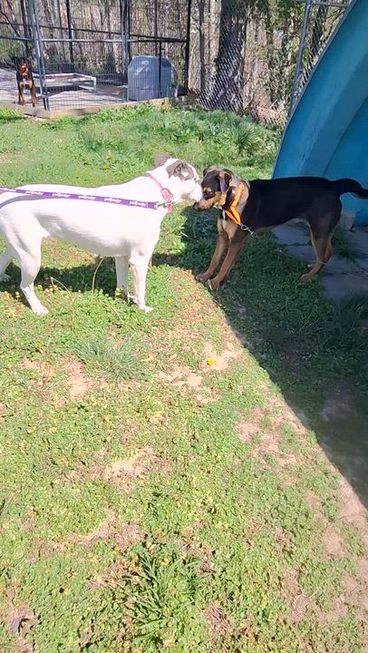 Enlarge Livvi, a ADOPTABLE mixed breed in Stanton, KY video 6/6