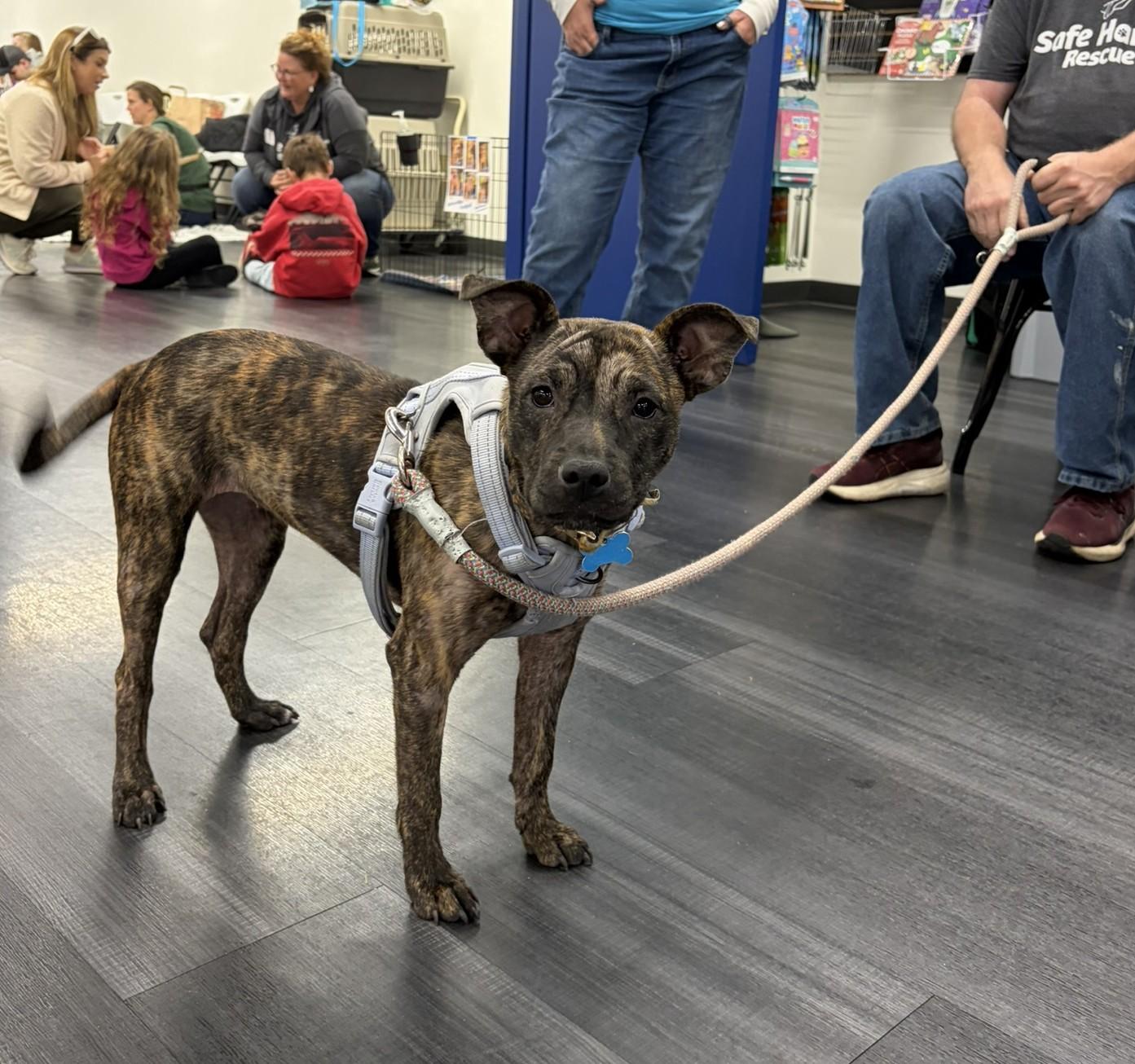 Enlarge Rain, a Adoptable Terrier in Minneapolis, MN image 2/6
