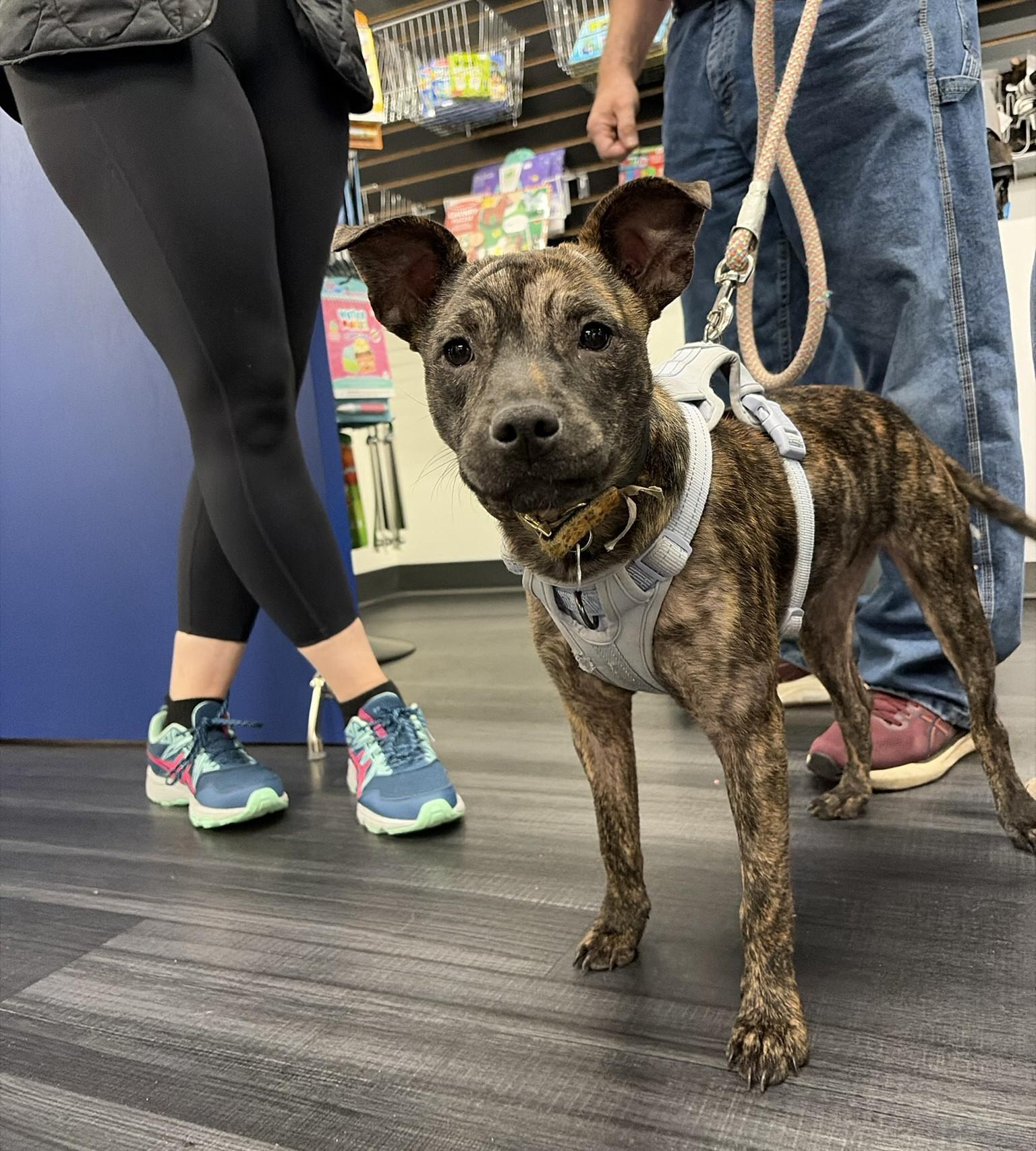 Enlarge Rain, a Adoptable Terrier in Minneapolis, MN image 1/6