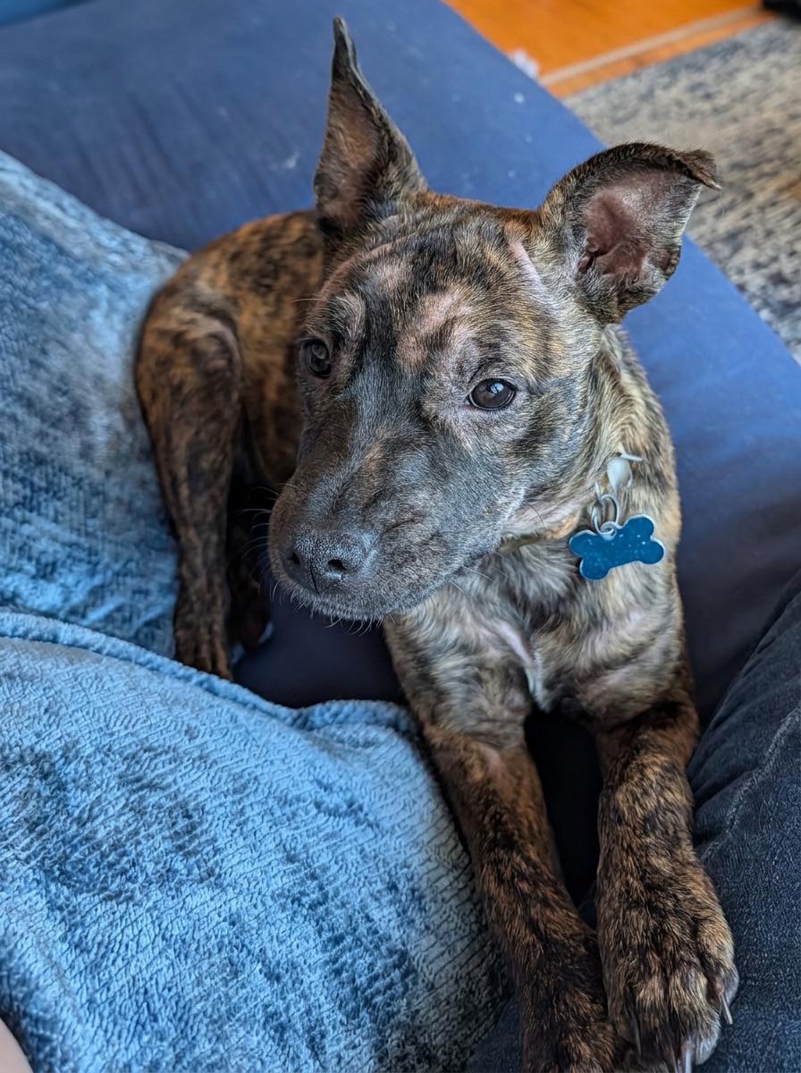 Enlarge Rain, a Adoptable Terrier in Minneapolis, MN image 4/6
