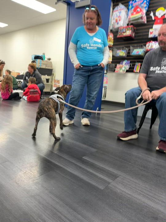 Enlarge Rain, a Adoptable Terrier in Minneapolis, MN video 3/6