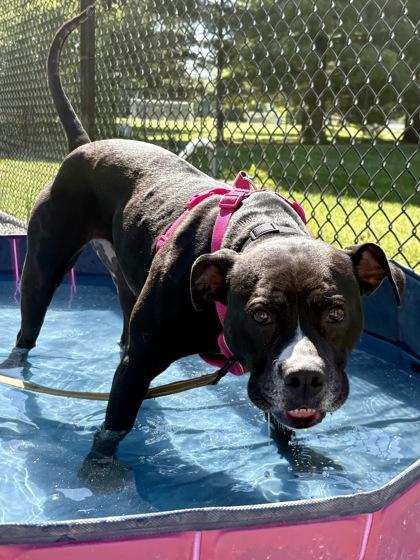 Ava Liu, Adoptable, Adult Female Mixed Breed & Mixed Breed.