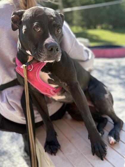 Ava Liu, a Adoptable mixed breed in Cincinnati, OH image 2/3