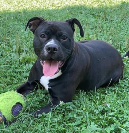 Ava Liu, a Adoptable mixed breed in Cincinnati, OH image 3/3