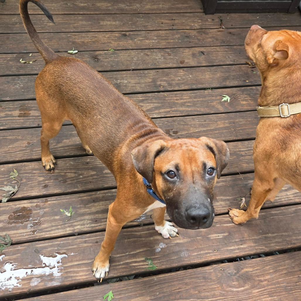 Enlarge Barney, a Adoptable Mixed Breed in Olathe, KS image 1/6