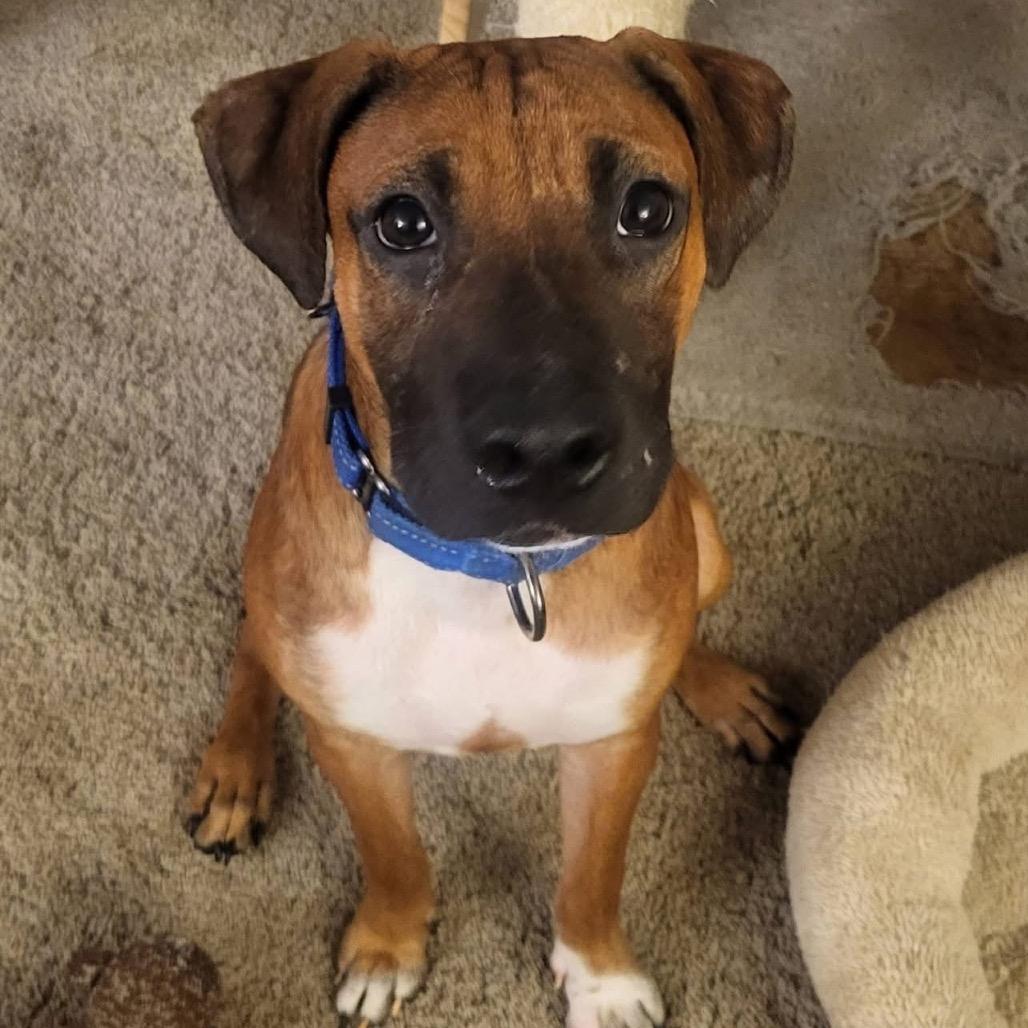 Enlarge Barney, a Adoptable Mixed Breed in Olathe, KS image 2/6