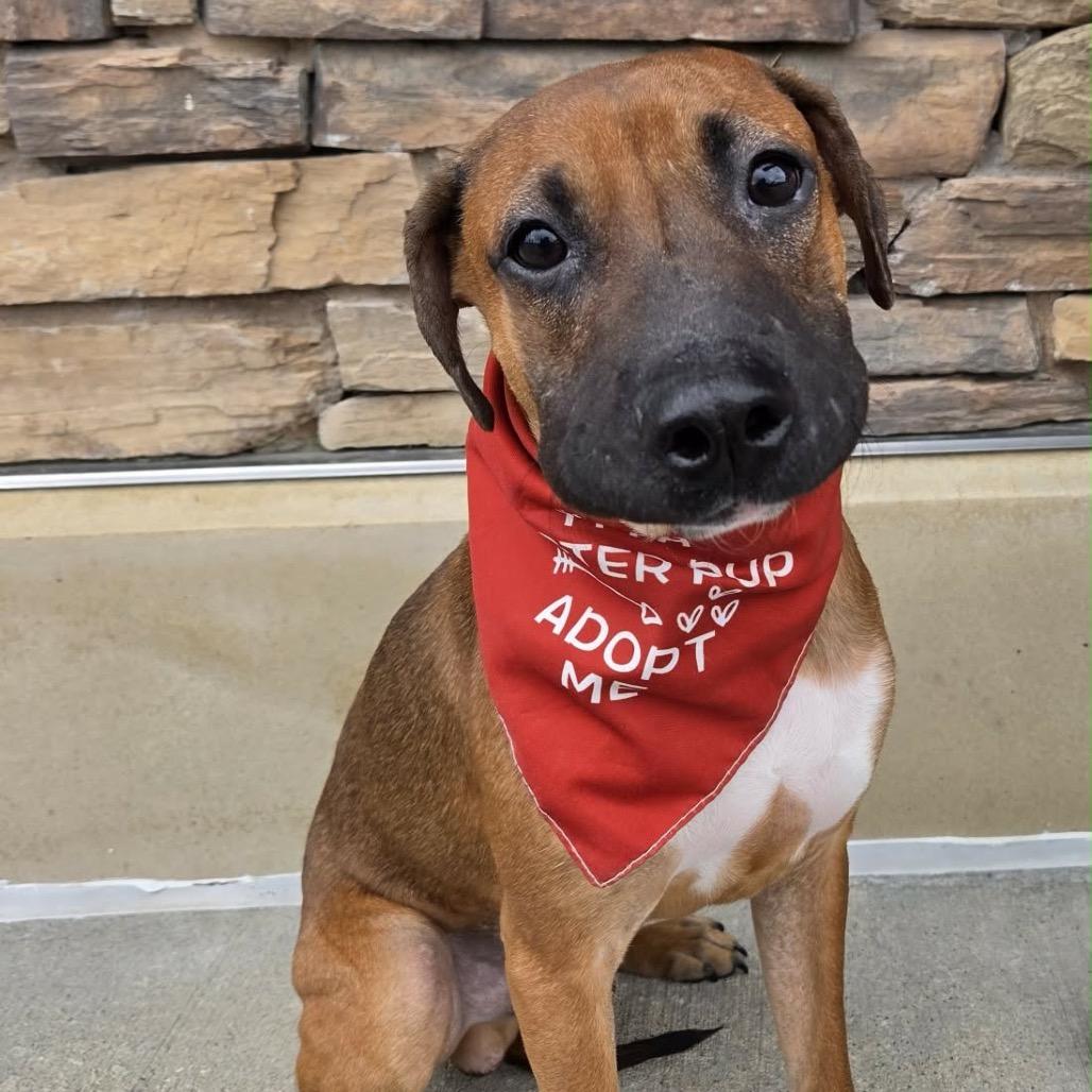 Enlarge Barney, a Adoptable Mixed Breed in Olathe, KS image 4/6