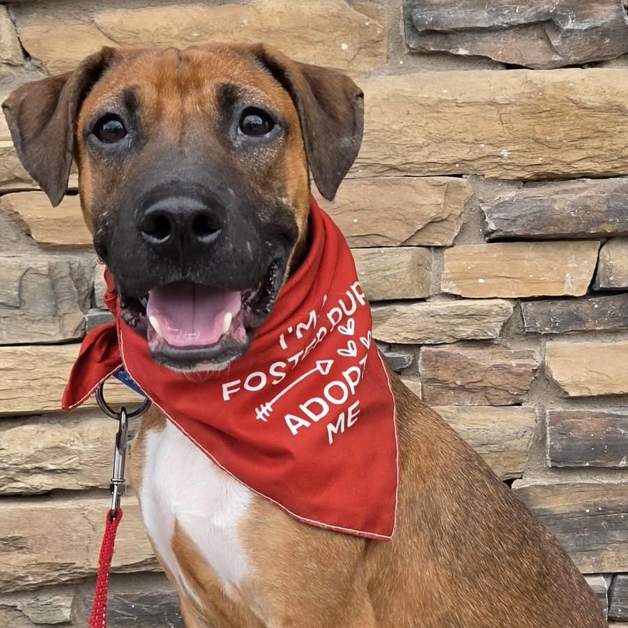 Enlarge Barney, a Adoptable Mixed Breed in Olathe, KS image 5/6
