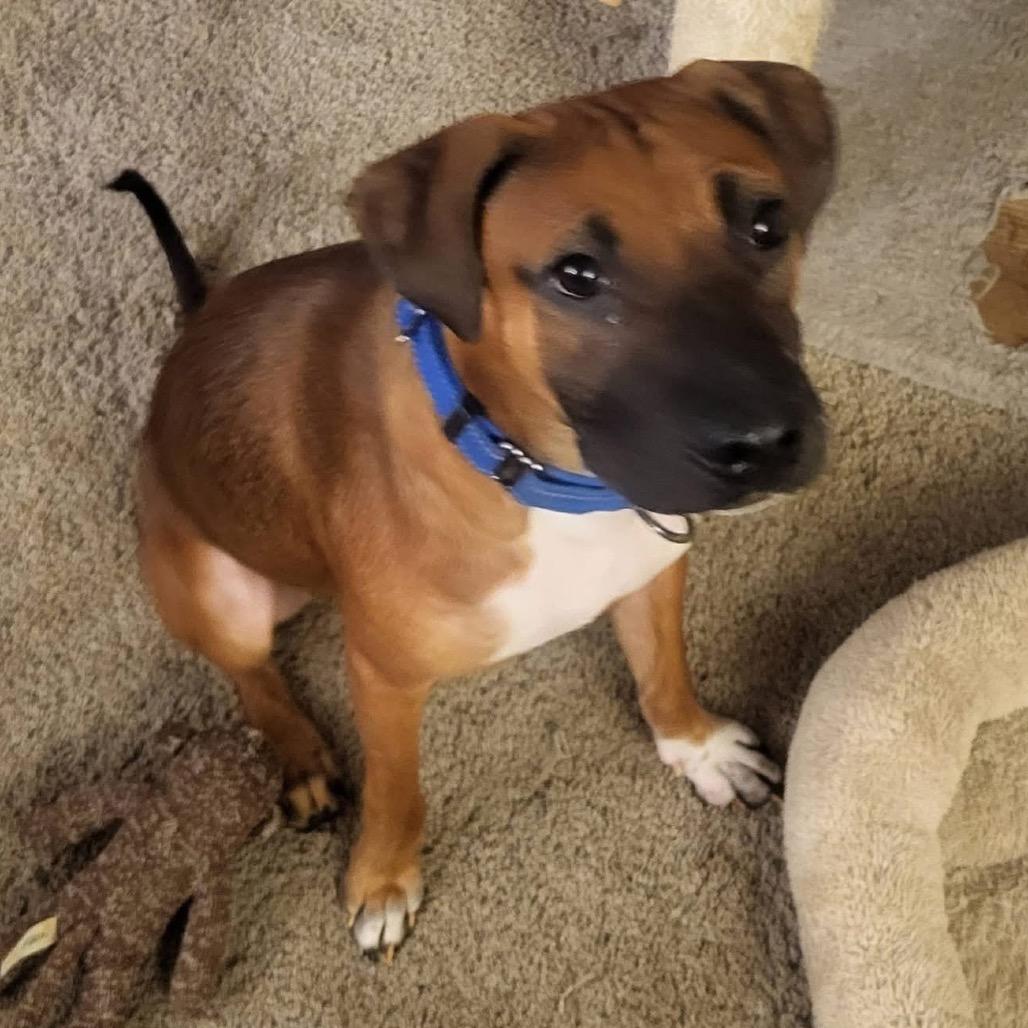 Enlarge Barney, a Adoptable Mixed Breed in Olathe, KS image 6/6