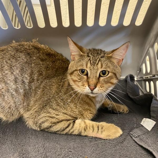 Bobby, Adoptable, Young Male Domestic Short Hair.