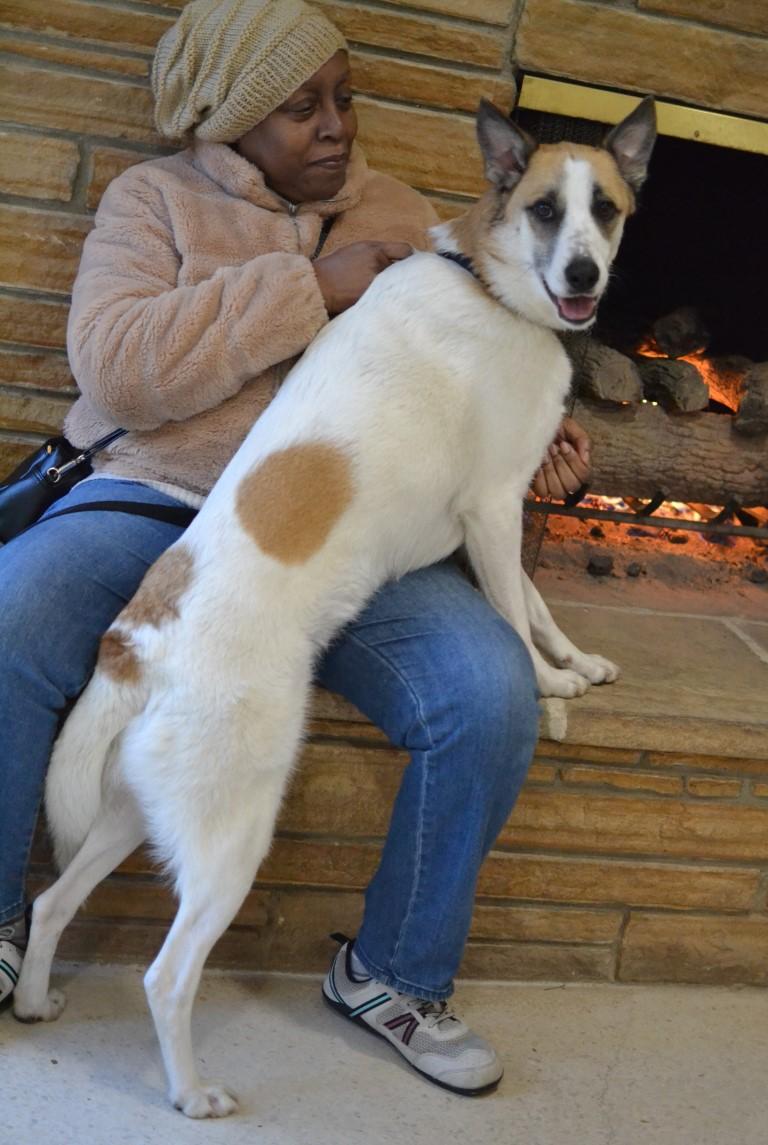 Enlarge Arlo, a ADOPTABLE mixed breed in White Plains, NY image 3/5