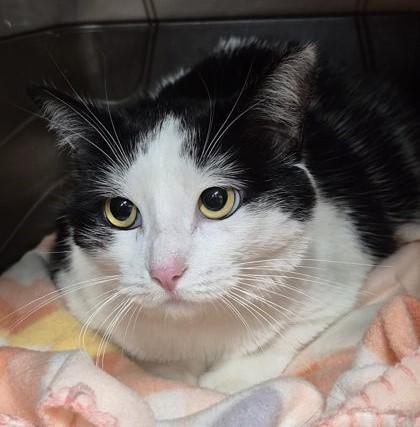 Diamond, ADOPTABLE, Adult Female Domestic Short Hair.