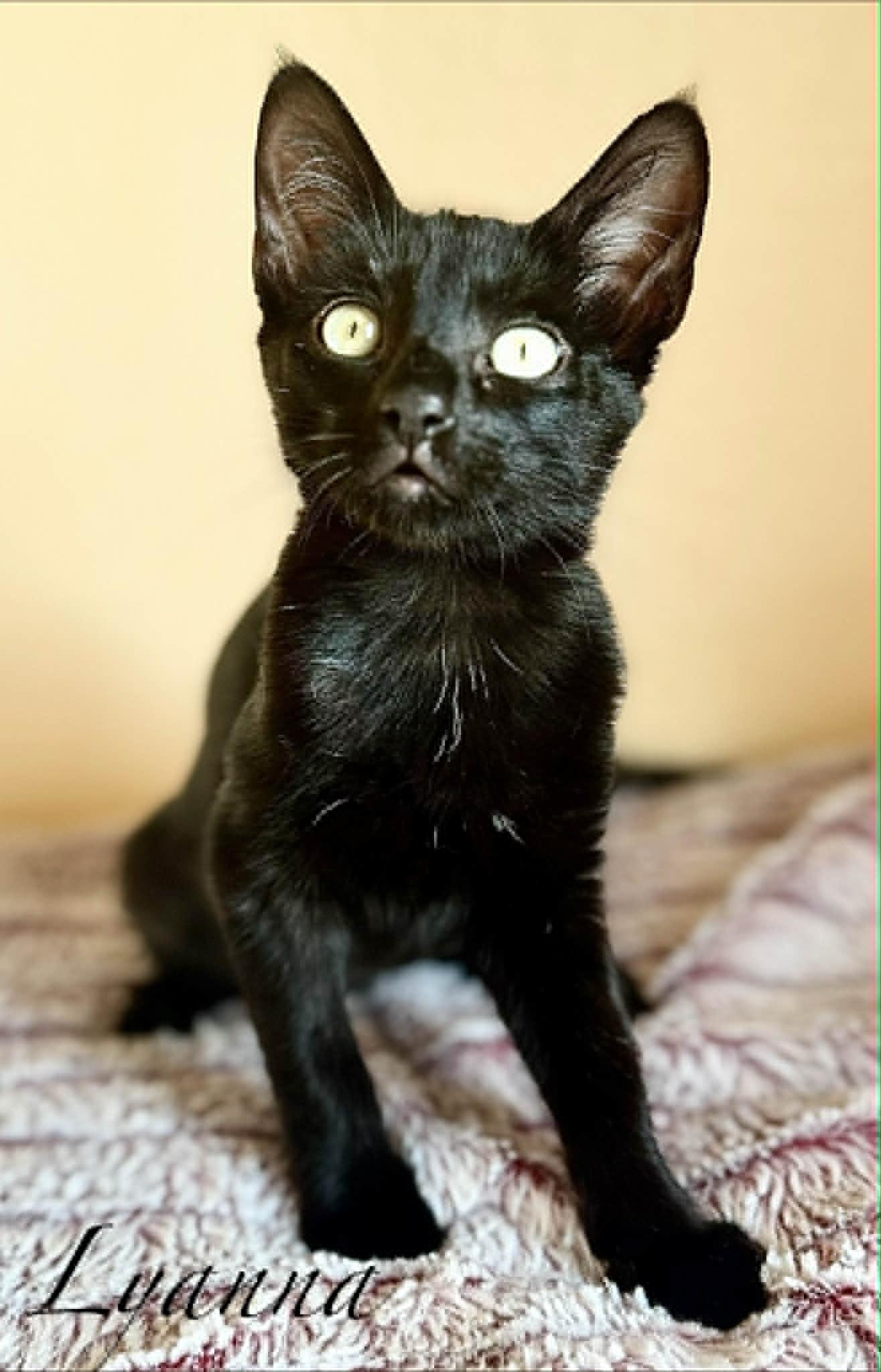 Lyanna, Adoptable, Young Female Domestic Short Hair.