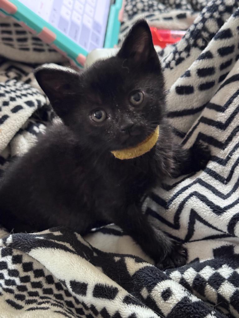 Enlarge Rimuru, a Adoptable mixed breed in Johnson City, TN image 1/4