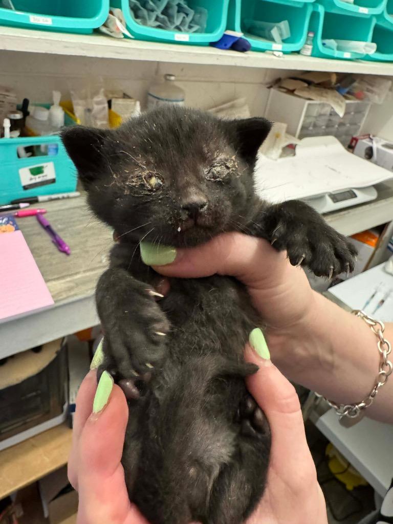 Enlarge Rimuru, a Adoptable mixed breed in Johnson City, TN image 2/4