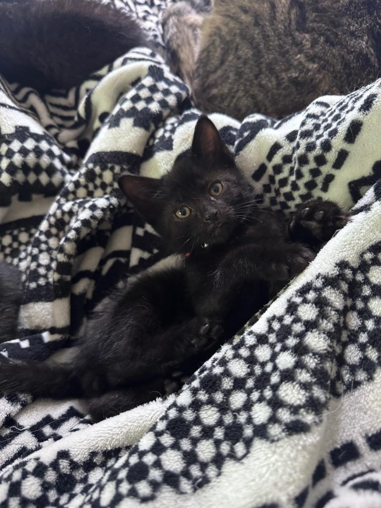 Enlarge Rimuru, a Adoptable mixed breed in Johnson City, TN image 4/4
