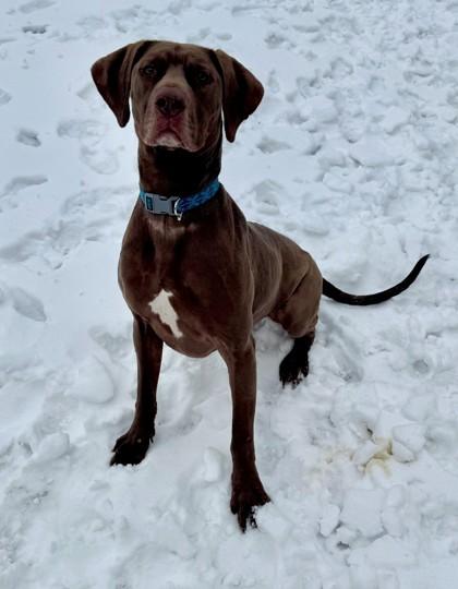 Enlarge Tank, a Adoptable mixed breed in Willmar, MN image 1/3