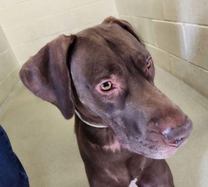 Enlarge Tank, a Adoptable mixed breed in Willmar, MN image 1/3