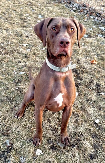 Enlarge Tank, a Adoptable mixed breed in Willmar, MN image 2/3