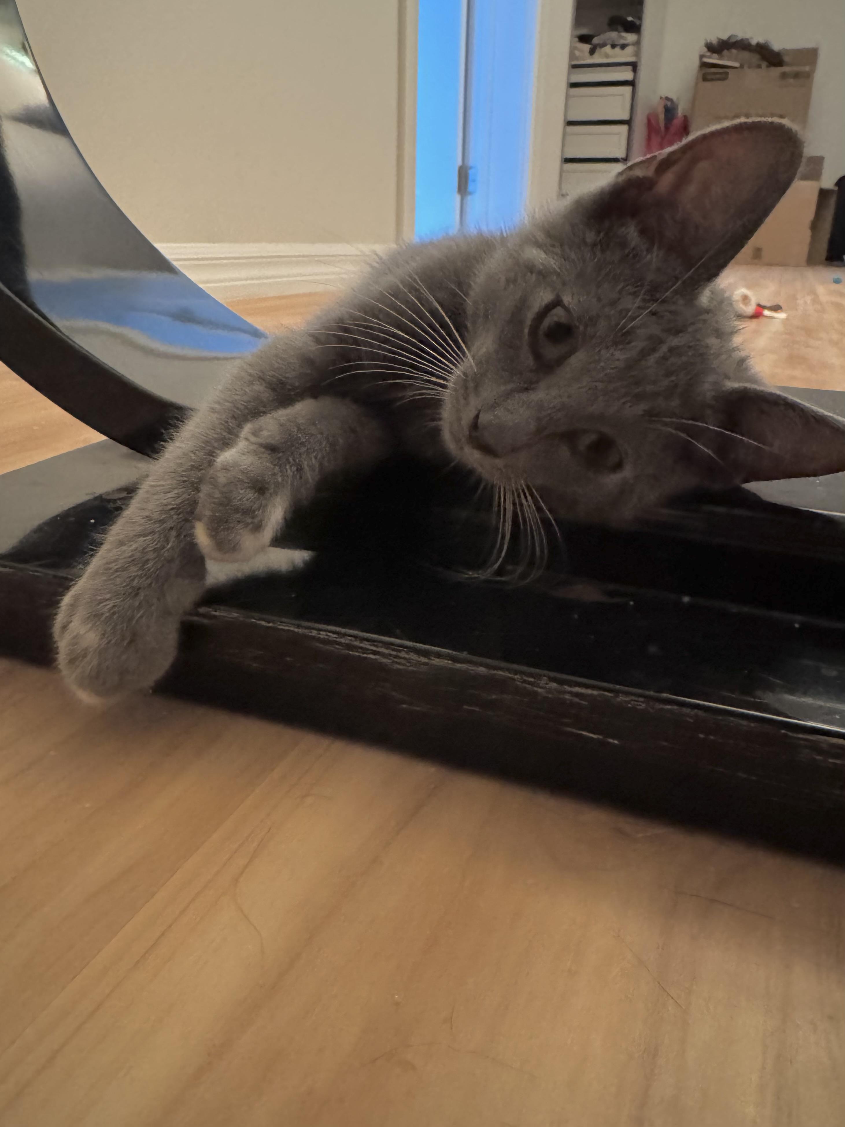 Enlarge Robinson, a Adoptable Domestic Short Hair in Los Angeles, CA image 2/4