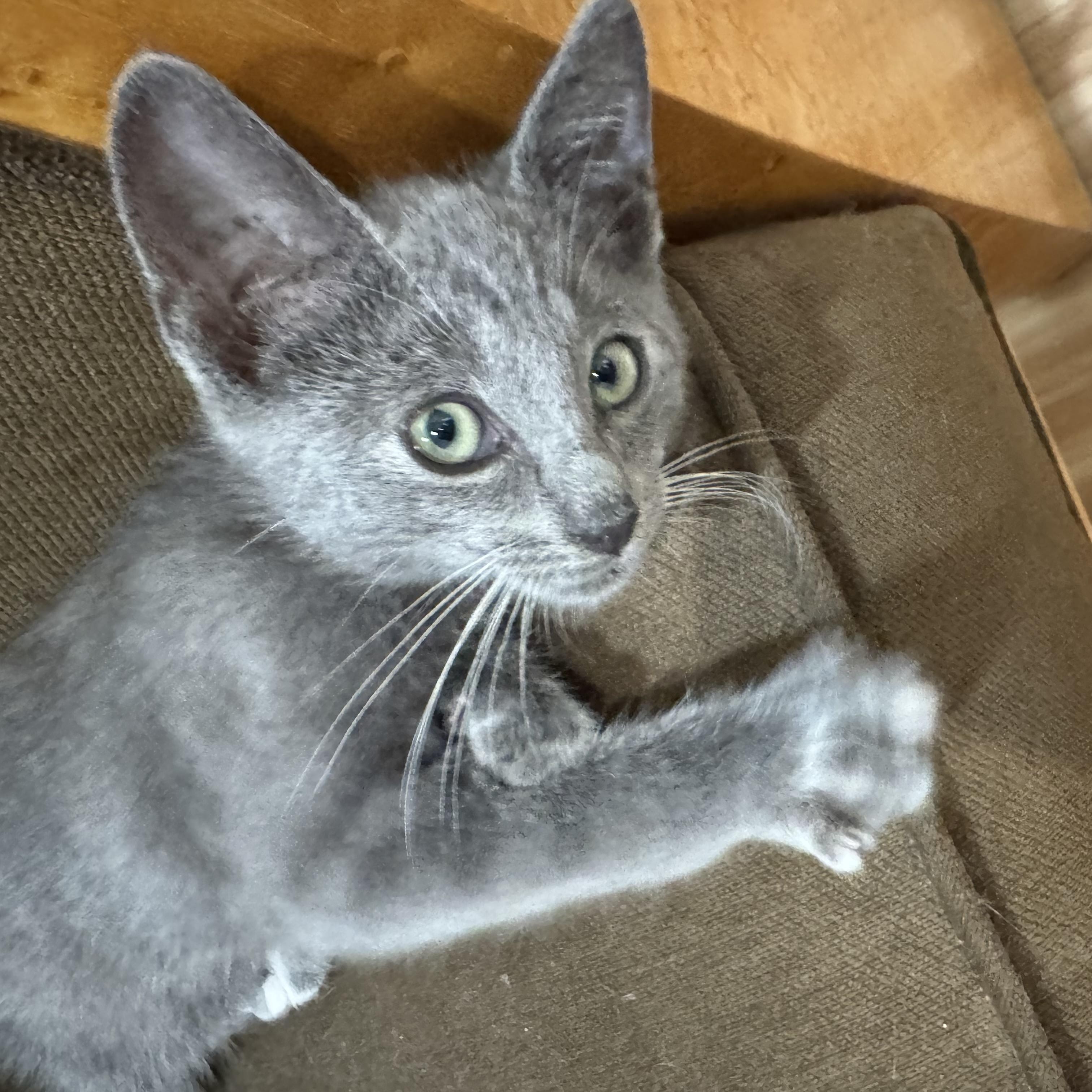 Enlarge Robinson, a Adoptable Domestic Short Hair in Los Angeles, CA image 3/4