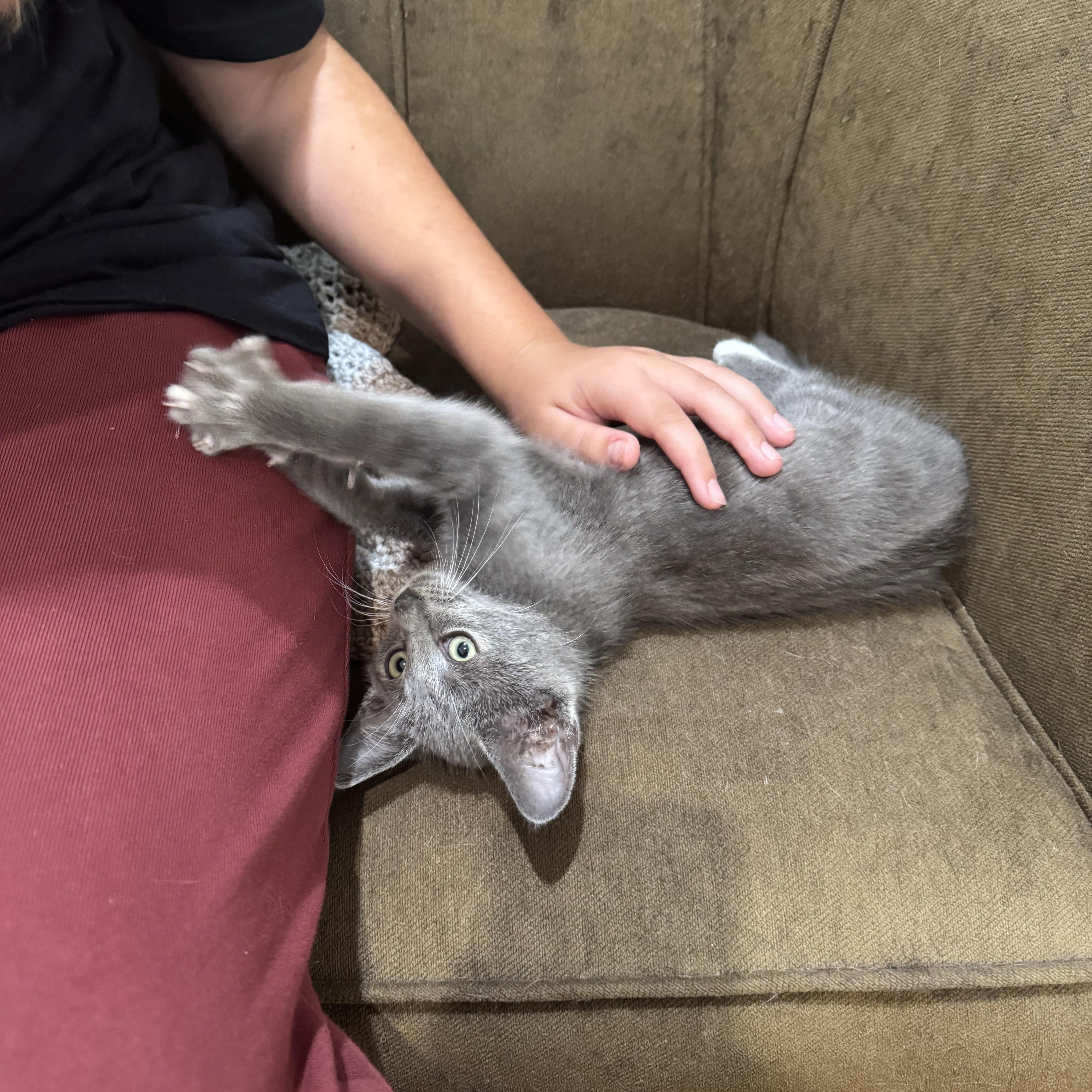 Enlarge Robinson, a Adoptable Domestic Short Hair in Los Angeles, CA image 4/4