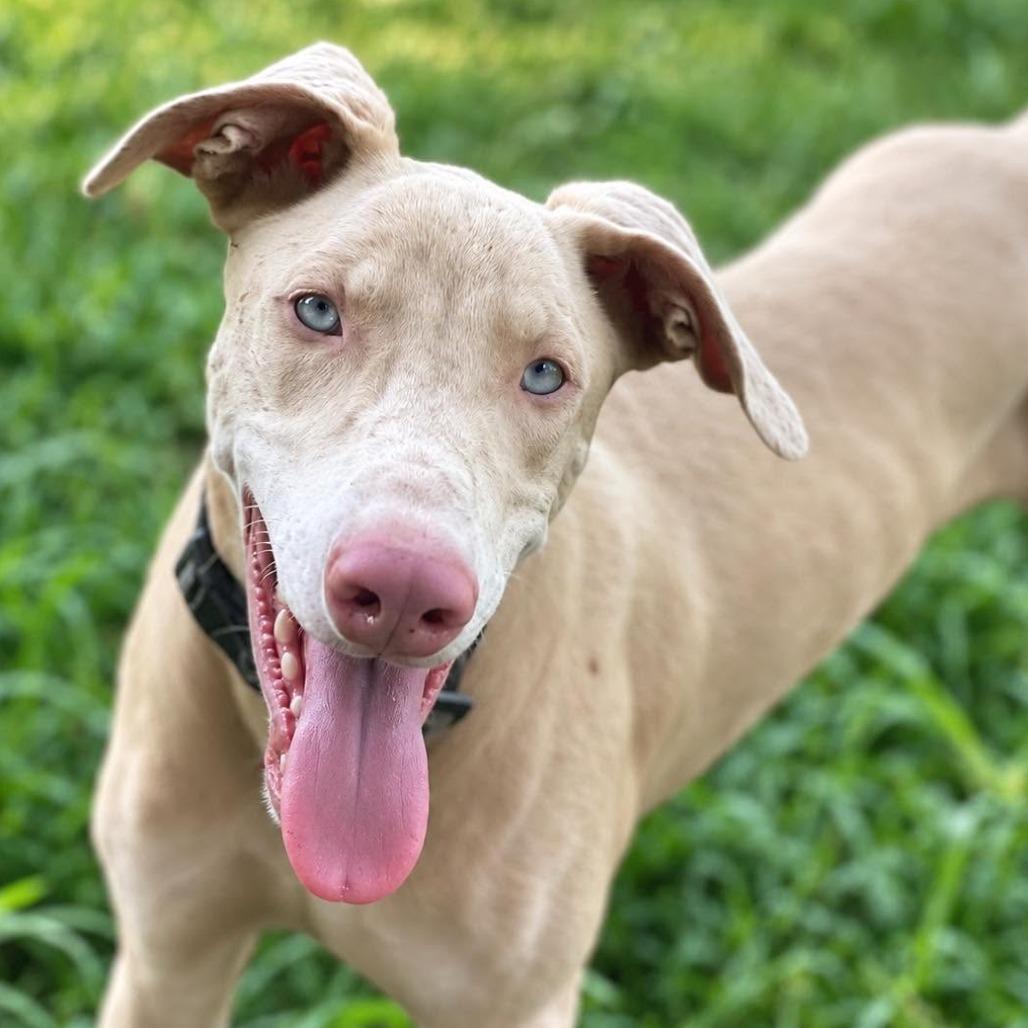 Casper, Adoptable, Young Male Doberman Pinscher & Mixed Breed.