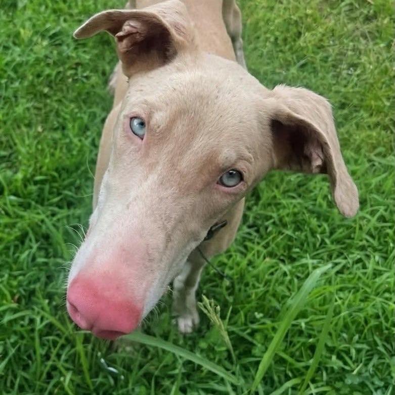 Enlarge Casper, a Adoptable mixed breed in Griswold, CT image 2/2
