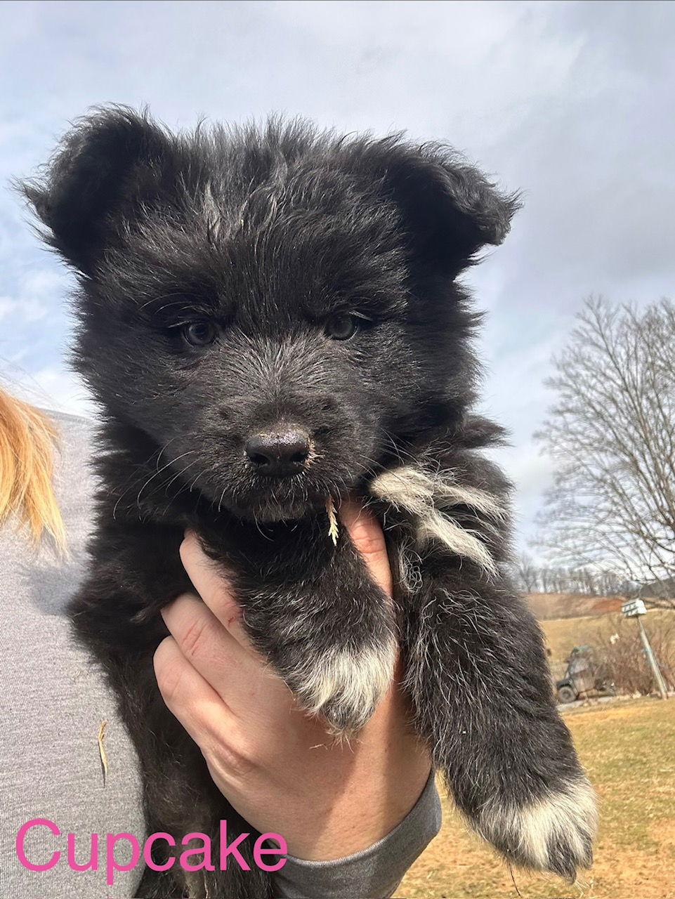 Cupcake, Adoptable, Puppy Female Poodle & Basset Hound.