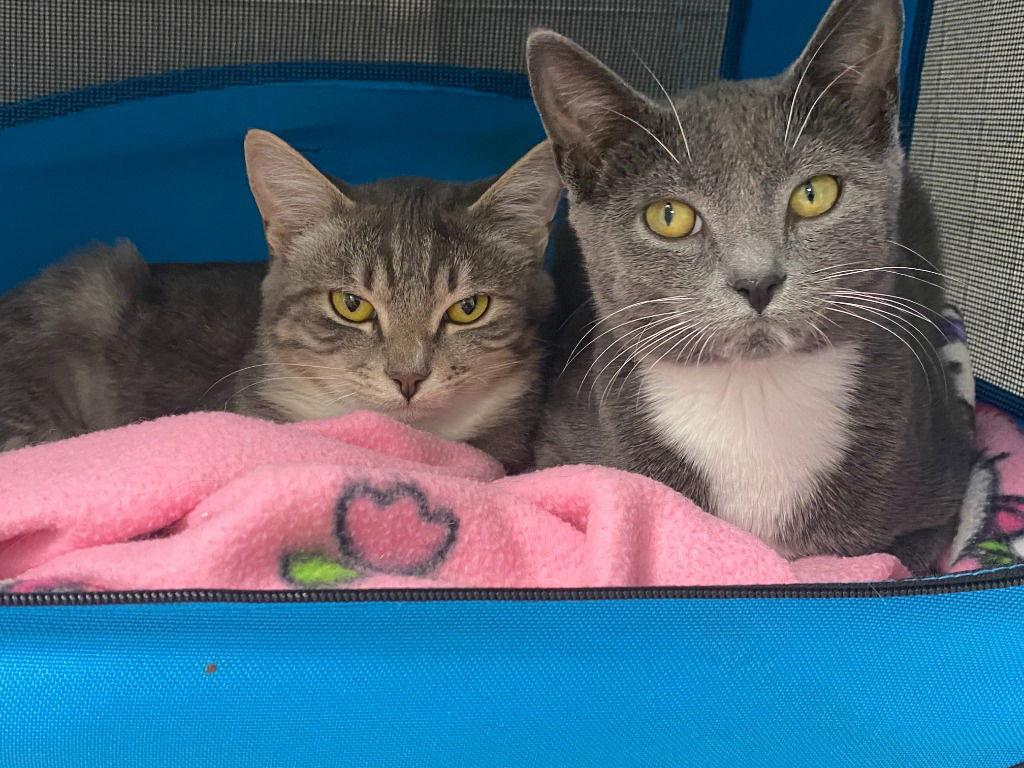 25-28 Bianca, a Adoptable Domestic Short Hair in St. Helens, OR image 1/3