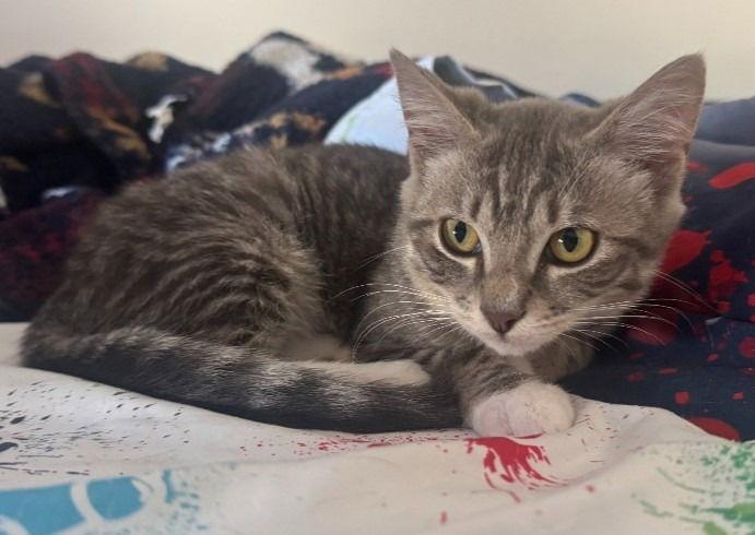 25-28 Bianca, a Adoptable Domestic Short Hair in St. Helens, OR image 2/3