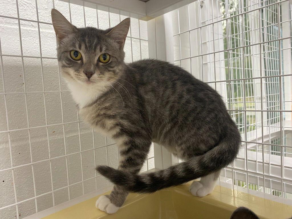 25-28 Bianca, a Adoptable Domestic Short Hair in St. Helens, OR image 3/3