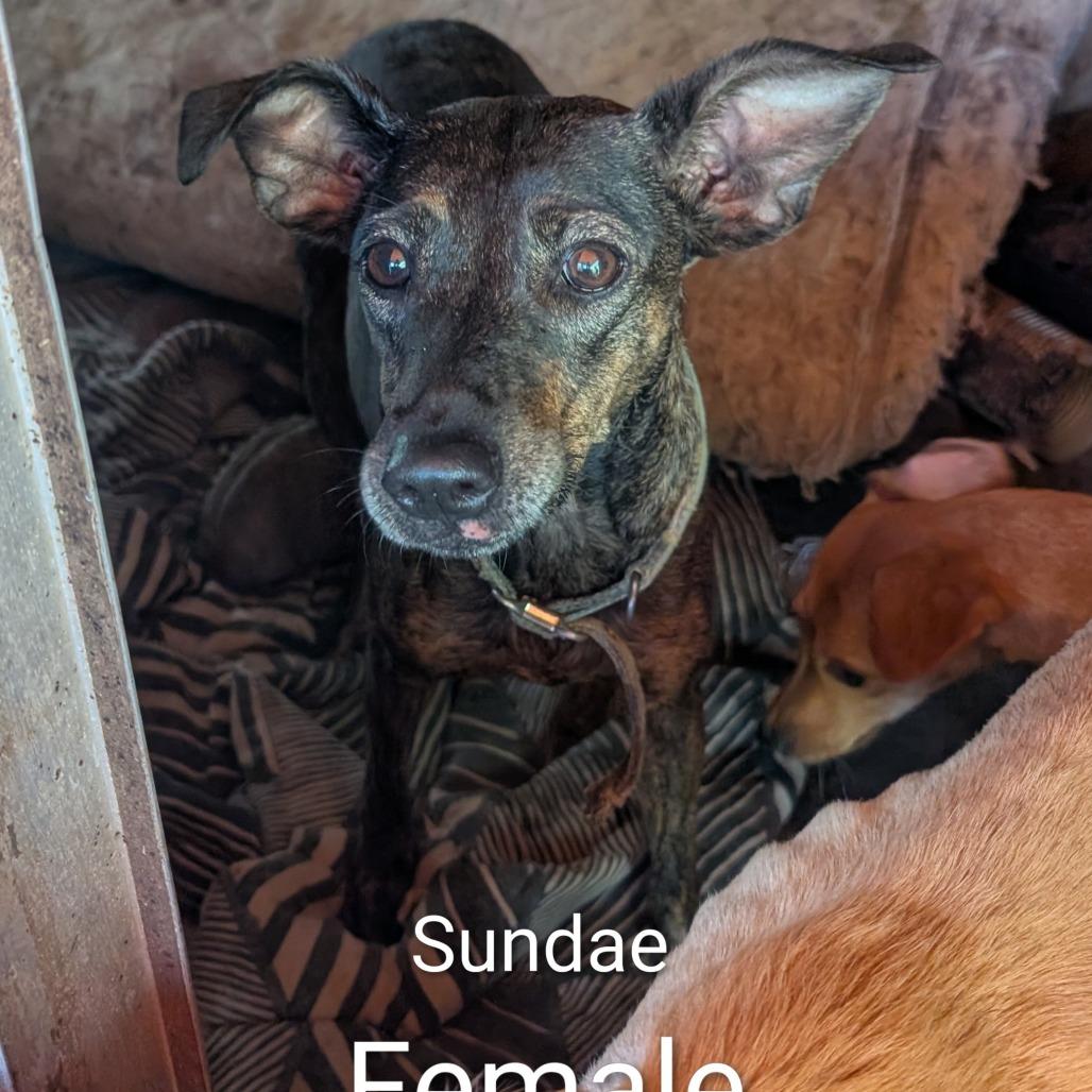 Sundae, Adoptable, Adult Female Mixed Breed.