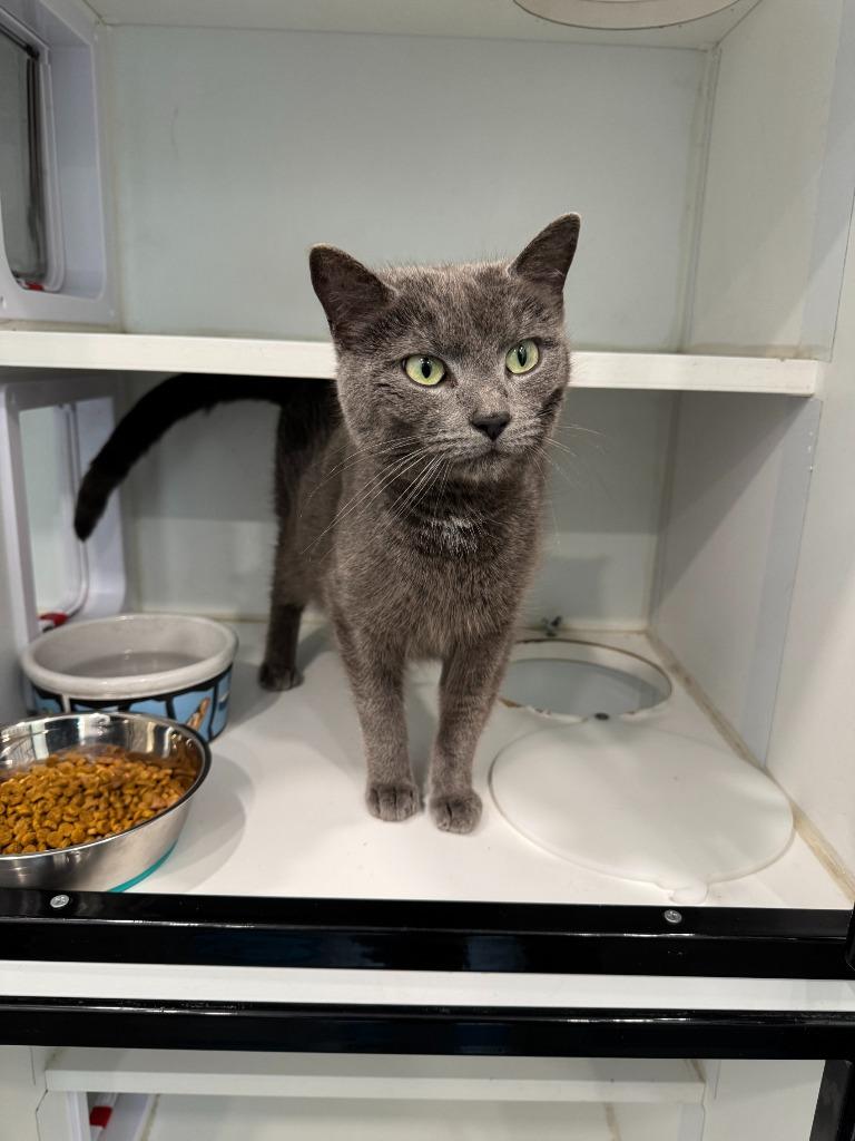 Macy, Adoptable, Young Female Domestic Short Hair.