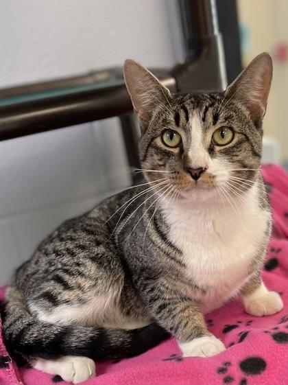 Enlarge Jaws, a Adoptable Domestic Short Hair in Reidsville, NC image 1/1