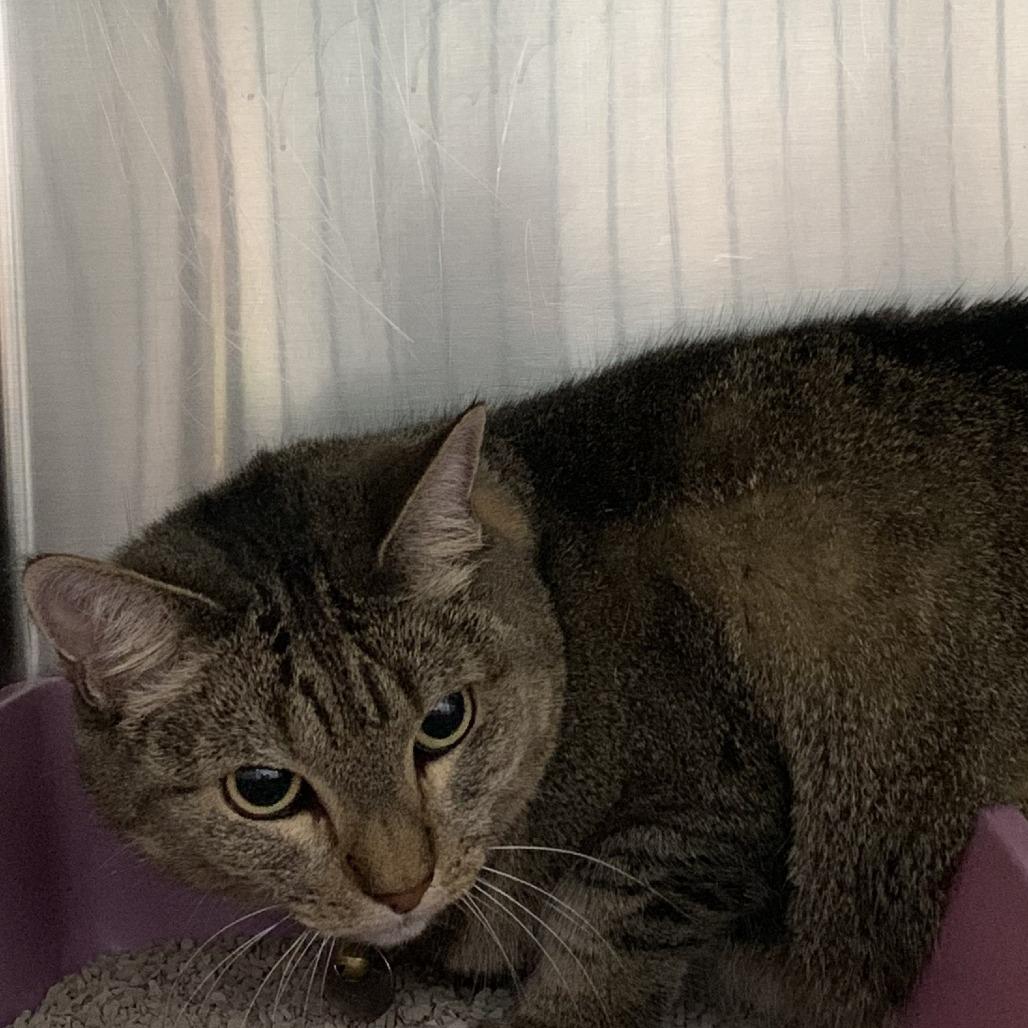 Tazzy, Adoptable, Adult Female Domestic Short Hair.