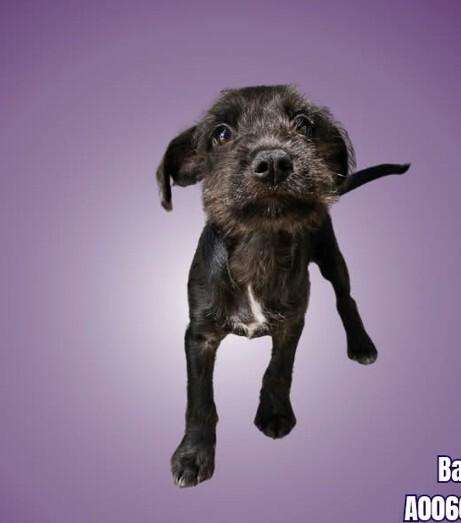Batman, Adoptable, Puppy Male Terrier.