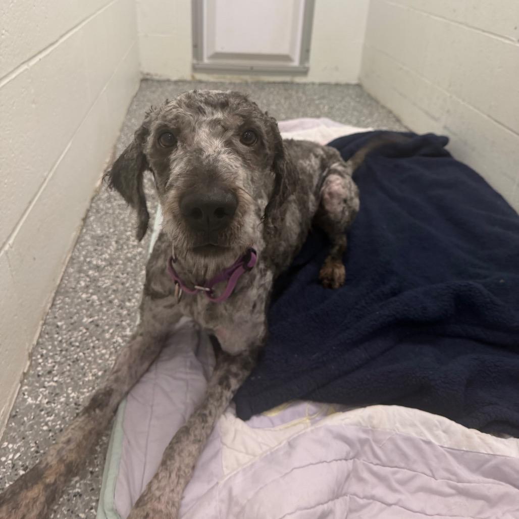 Enlarge Goose, a Adoptable mixed breed in Parkersburg, WV image 1/2