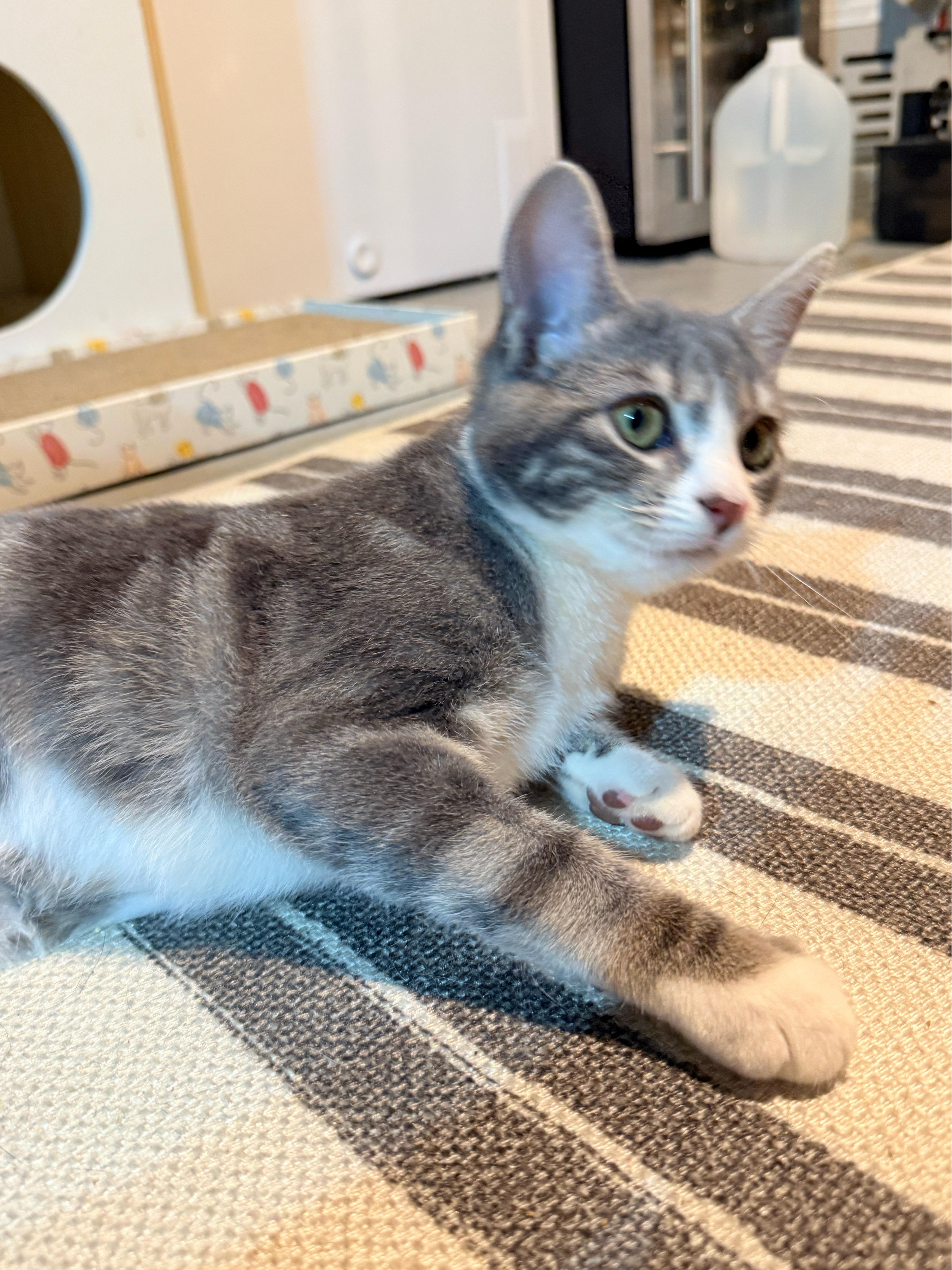 Enlarge Winnie, a Adoptable Domestic Short Hair in Philadelphia, PA image 2/4