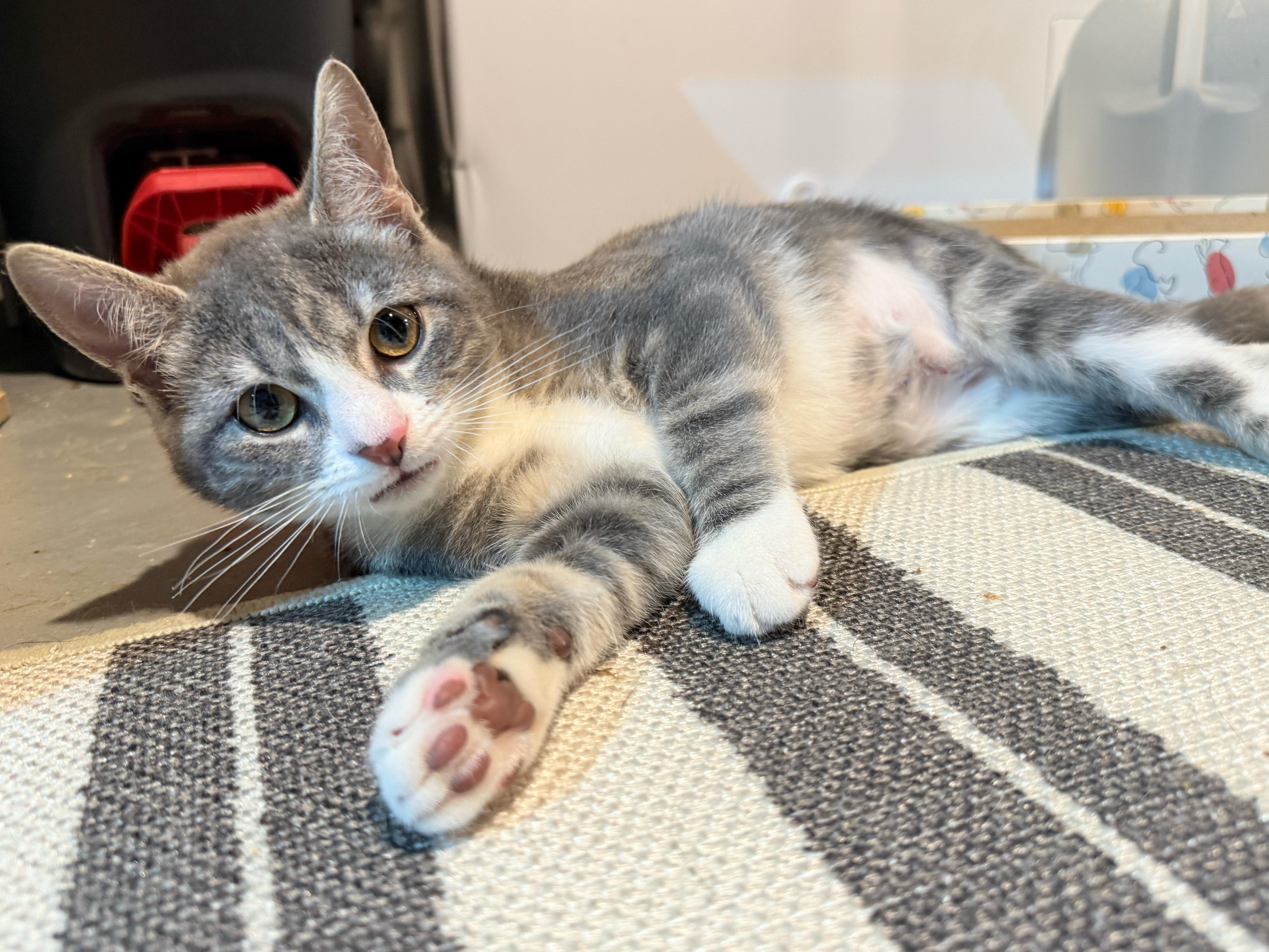 Enlarge Winnie, a Adoptable Domestic Short Hair in Philadelphia, PA image 4/4