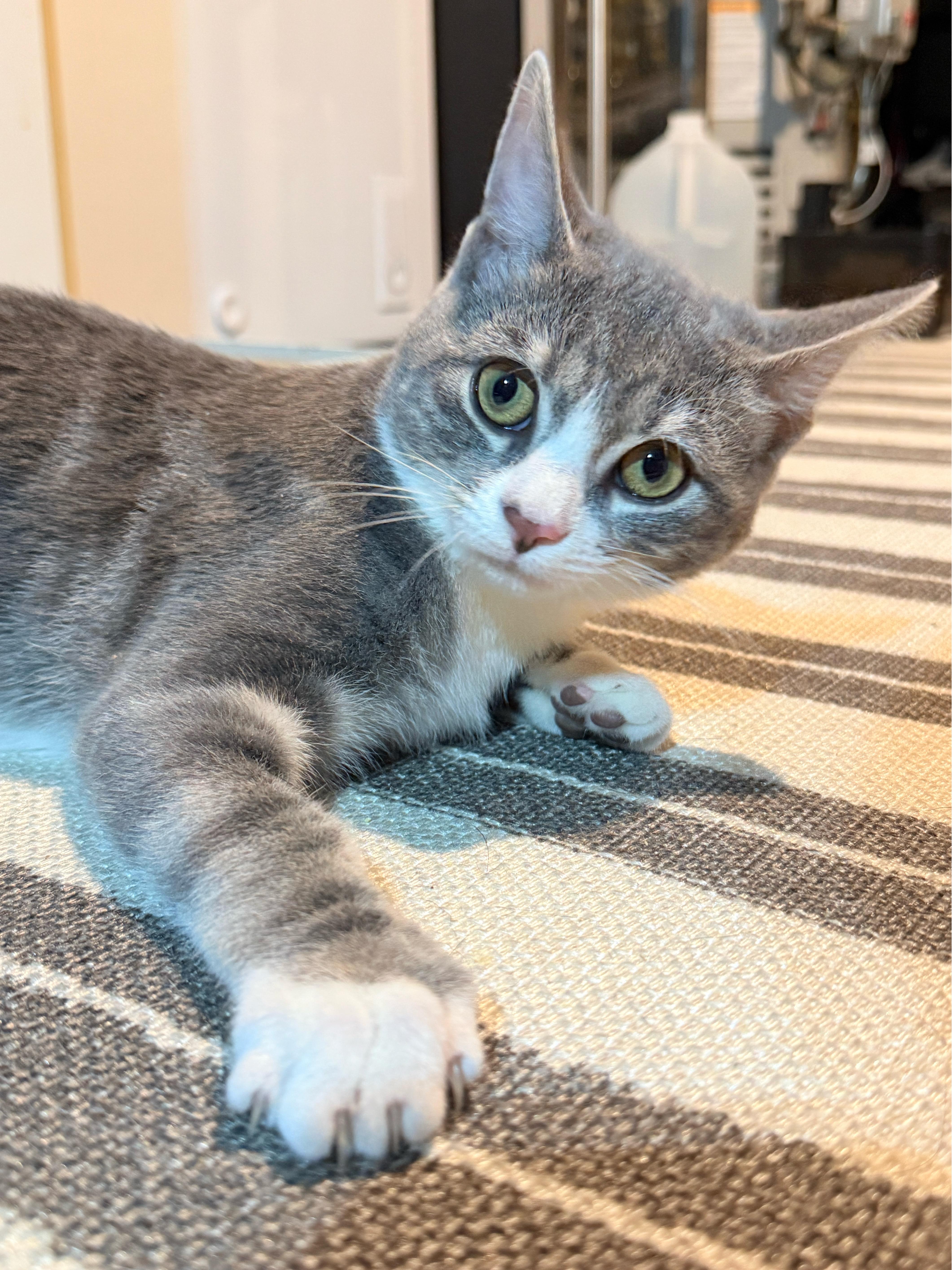 Winnie, Adoptable, Young Female Domestic Short Hair.