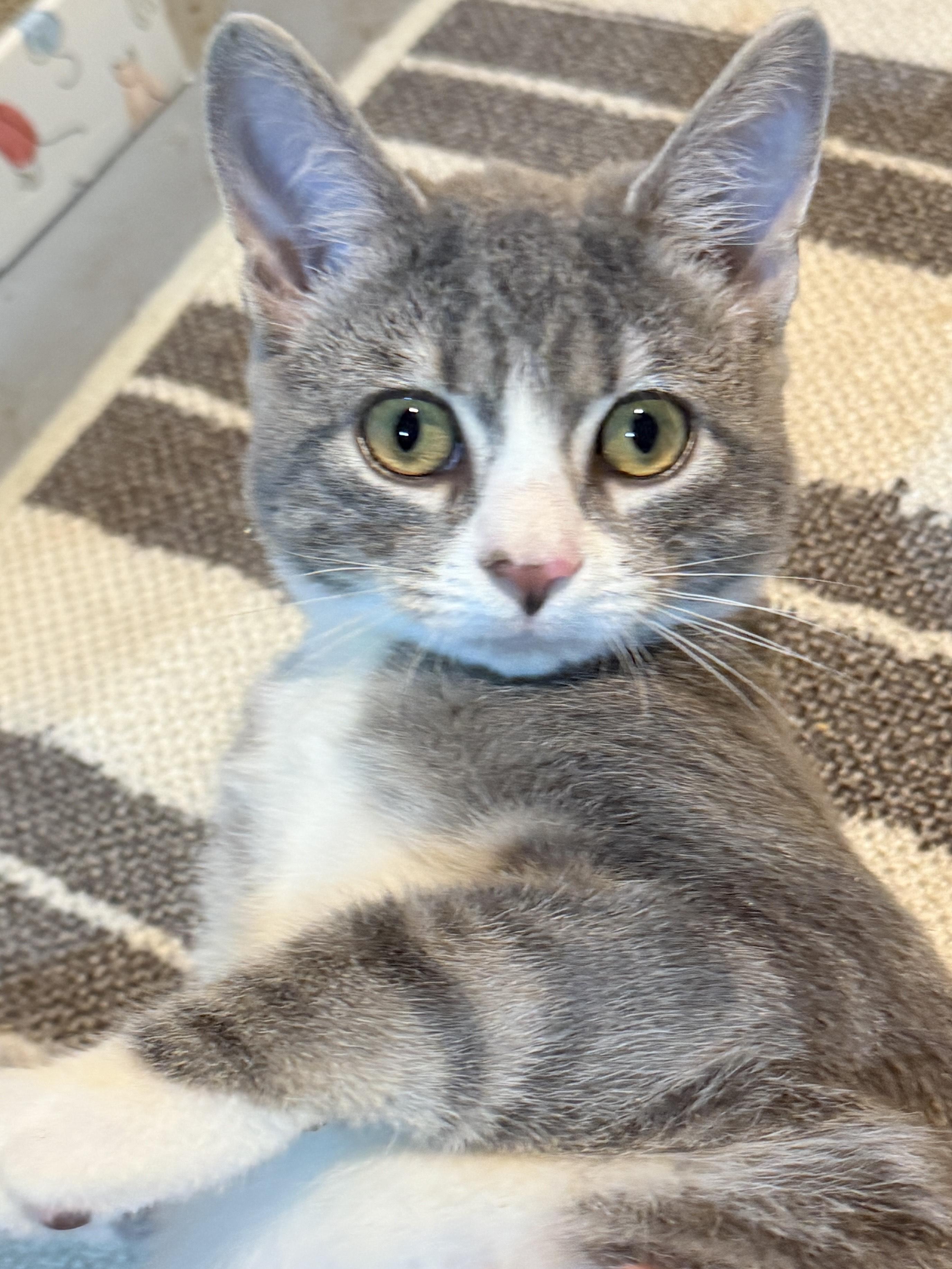 Enlarge Winnie, a Adoptable Domestic Short Hair in Philadelphia, PA image 3/4
